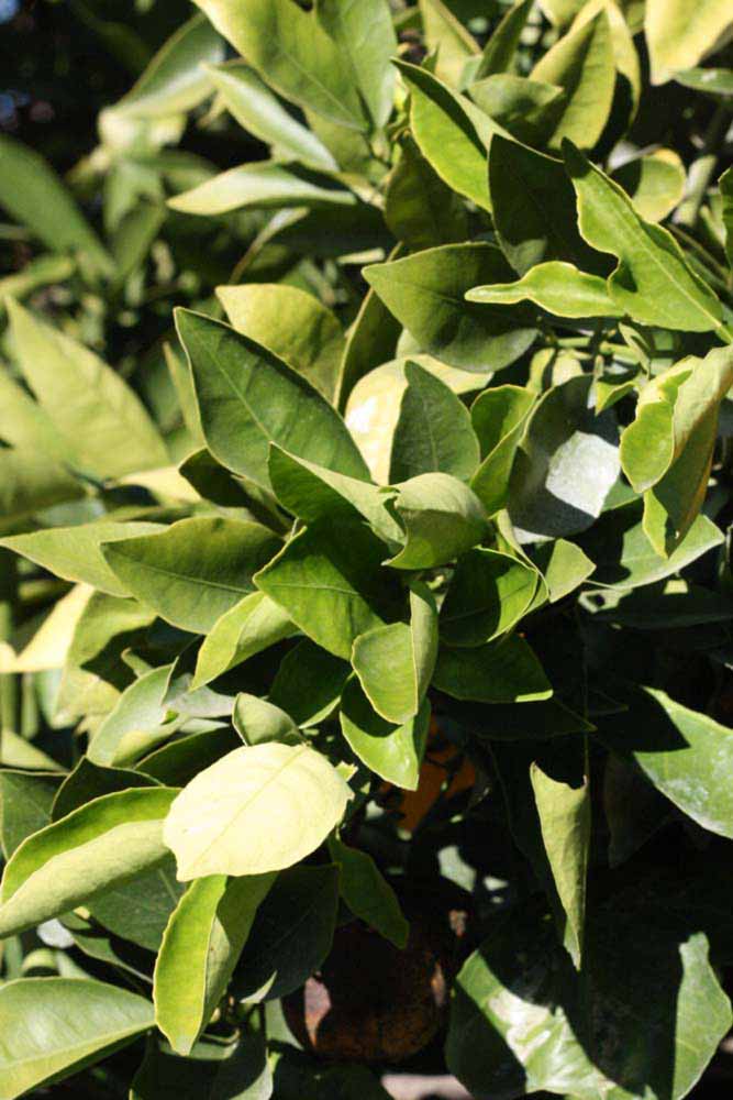            Sun leaves (Riverside, CA)   